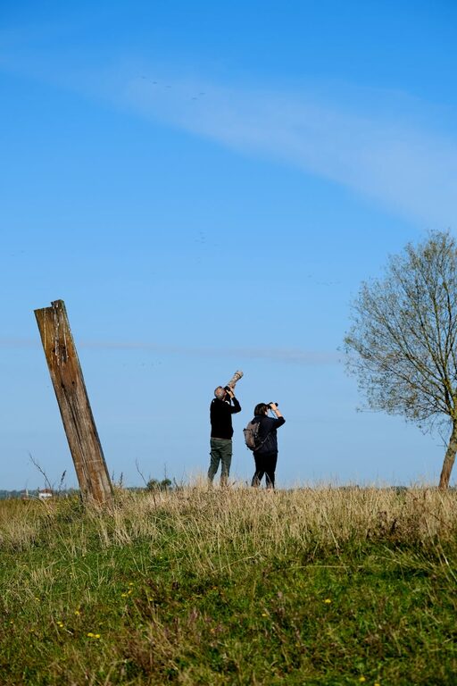 Beginner Tips for Backyard Birdwatching: A Simple Guide to Get Started